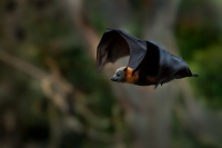 Kalon australsky - Pteropus poliocephalus - Gray-headed Flying Fox 0810